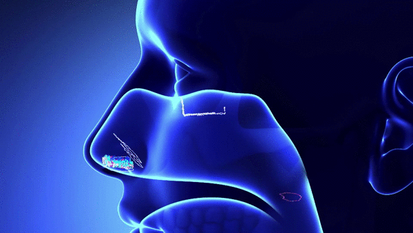 An animated GIF depicting the path of scent particles through the nasal passages.