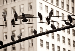 Birds on telephone lines in a city. 