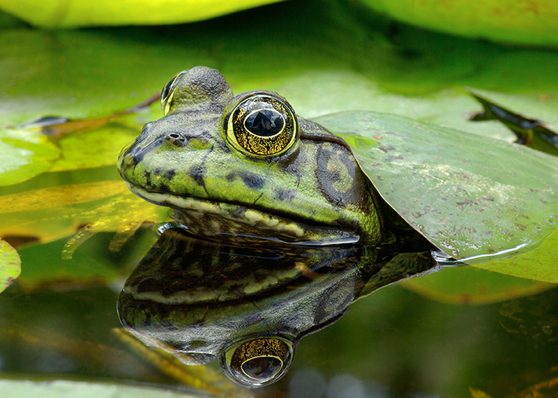 A frog on a lily pad. 