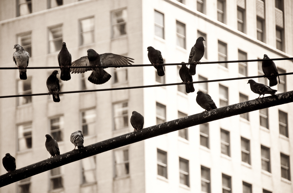 Birds on telephone lines in a city. 