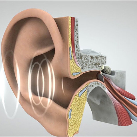 The screenshot of video illustrating how sounds travel from the ear to the brain, where they are interpreted and understood.