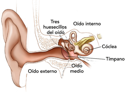 Ilustración de las partes del oído humano, que muestra el oído externo, el oído medio, el oído interno, el tímpano, la cóclea y los tres huesecillos del oído.