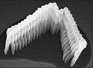 Imagen microscópica de un paquete de estereocilios saludable.