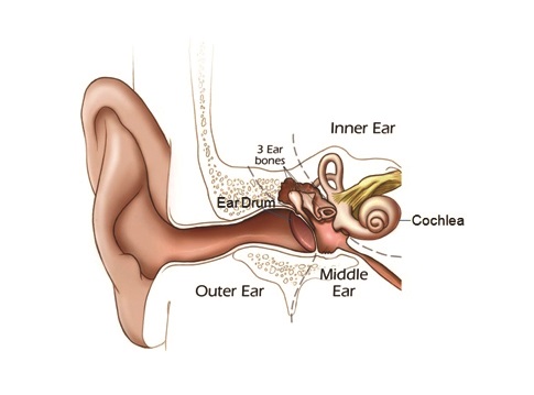 Illustration showing parts of the ear, including the inner ear. From the outer ear, the inner ear consists of the ear canal and eardrum. Past the ear drum is the malleus, incus, and stapes. Further inside the ear is the cochlea. The auditory nerve leads from the cochlea to the brain.