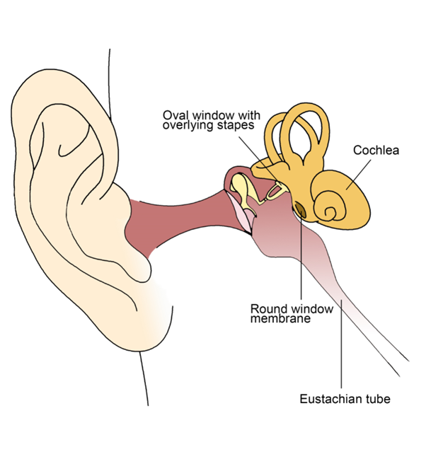 Diagram of the inner ear. 