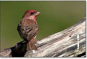Red finch
