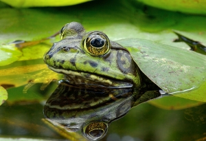 A frog on a lily pad. 
