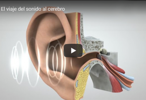 Una ilustración del oído humano que muestra las estructuras internas del conducto auditivo.