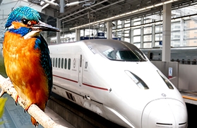  bird and Japanese high speed bullet train