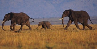 Elephants roaming.