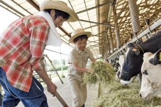 An adult male and young boy working in a barn and feeding hay to cows.