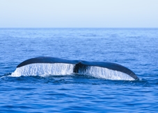 whale flipping tail in the ocean