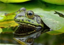 Frog on a lily pad in the water